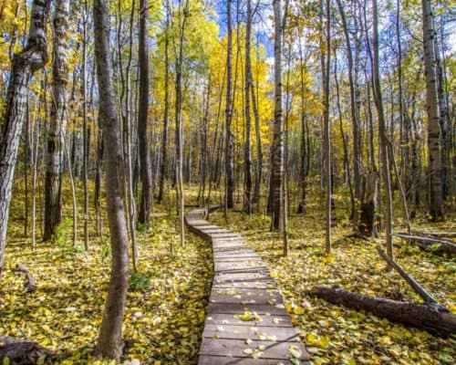 Boardwalk Near Ely's Peak Parking Area