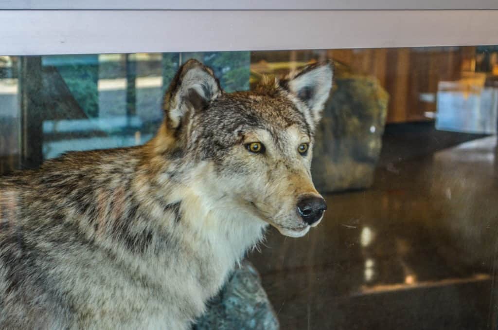 Gooseberry Falls State Park Dire Wolf