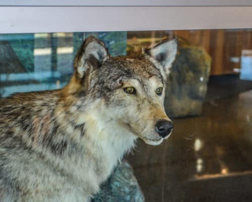 Gooseberry Falls State Park Dire Wolf