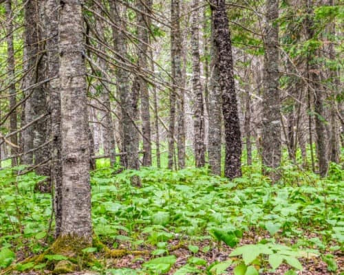 Be surrounded by mature trees at the Judge CR Magney State Park