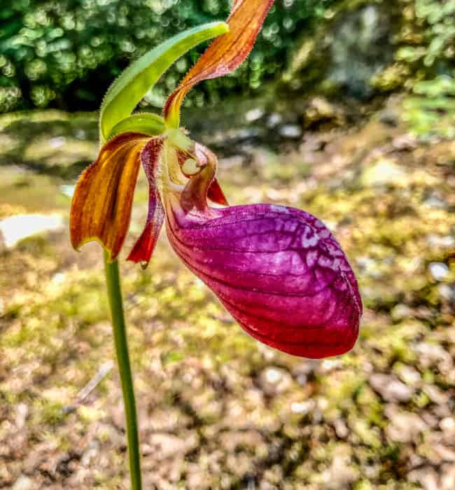 Pink Lady Slipper on Sawbill Lake