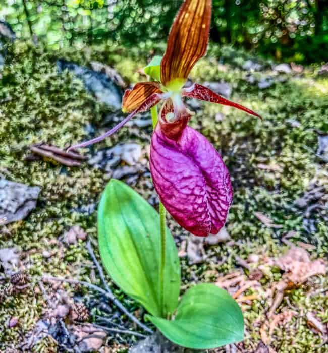 Pink Lady Slipper on Sawbill Lake