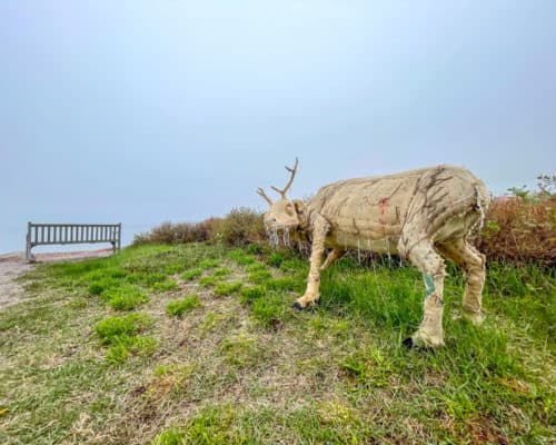 The caribou are life-sized replicas of wild caribou that once roamed here.