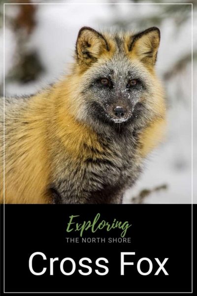 Cross Fox Pinterest Cross Fox Pinterest Easy Pin