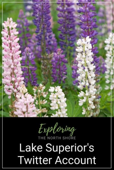 Lupine North Shore Invasive Species Pinterest Easy Pin Lupine North Shore Invasive Species Pinterest Easy Pin