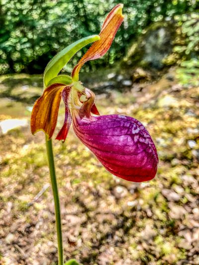 Pink Lady Slipper on Sawbill Lake