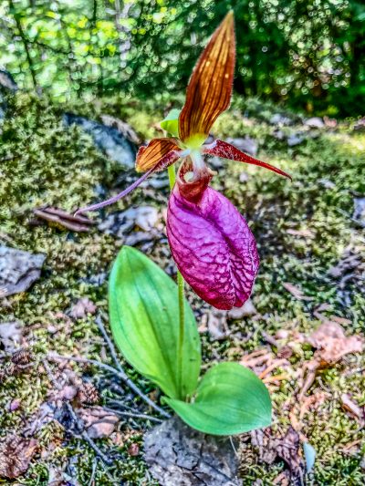 Pink Lady Slipper on Sawbill Lake