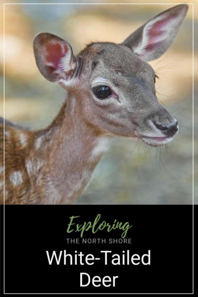 White Tailed Deer Pinterest Easy Pin White Tailed Deer Pinterest Easy Pin